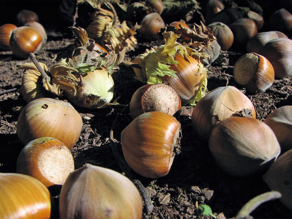 Bienfaits Noisettes